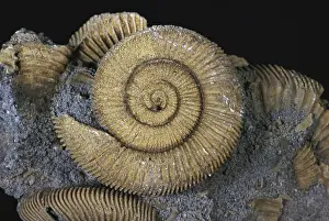 Ammonite: Ammonite Fossils