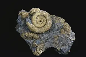 Ammonite: Ammonite Fossils