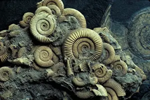 Ammonite: Ammonite fossils