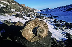 Spirals: Ammonite Fossils and scree slopes in snow