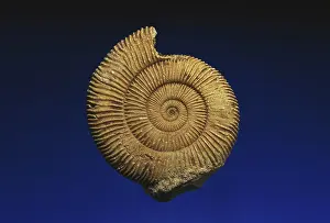 Spiral: Ammonite from Germany