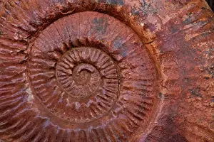 Spirals: Ammonite (Parkinsonia) - Southern France - mid-Jurassi
