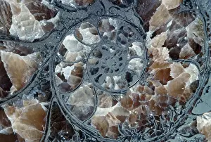 Pyrites: Ammonite - pyritized, pyrite has replaced minerals