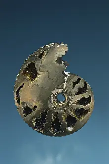 Fossilized: Ammonite Replaced by Pyrite