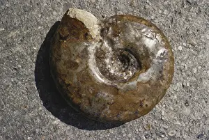 Ammonite: Ammonoid Cast