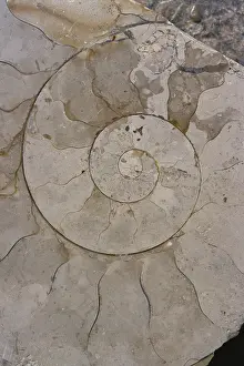 Ammonite: Ammonoid Section