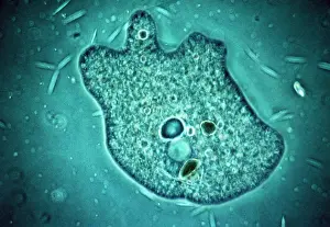 Emma Coghlan: AMOEBA - PHASE CONTRAST