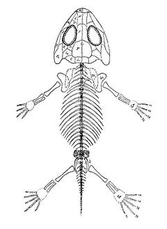Beast: Amphibamus, Cenozoic Amphibian