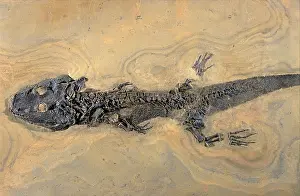 Permian: Amphibian fossil