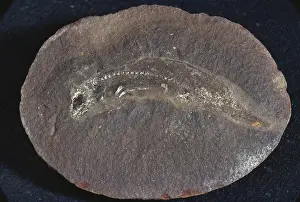Fossilized: Amphibian Fossil