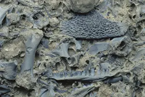 Permian: Amphibian Fossils