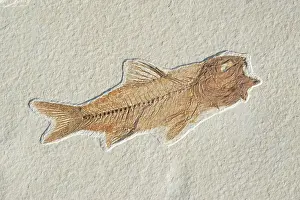 Brachyptera: Amphiplaga bracyptera Fossil