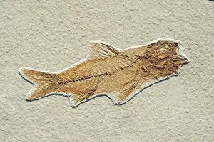 Shale: Amphiplaga bracyptera Fossil