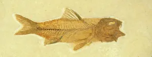 Shale: Amphiplaga bracyptera Fossil