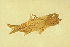 Shale: Amphiplaga bracyptera Fossil