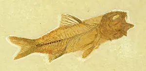 Shale: Amphiplaga bracyptera Fossil