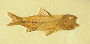 Shale: Amphiplaga bracyptera Fossil