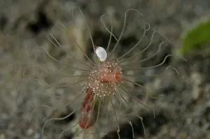 Hydroid: Amphipod - on Hydroid (Anthoathecata Order) - Melasti