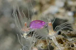 Hydroid: Amphipod on Hydroid (Anthoathecata Order) - Melasti