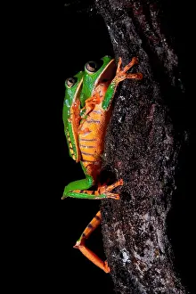 Phyllomedusa: Amplexus of Tiger-striped leaf frog, Barred leaf