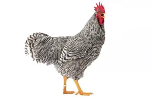 Wattles: Amrock Chicken Cockerel / Rooster