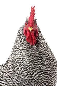 Wattles: Amrock Chicken Cockerel / Rooster