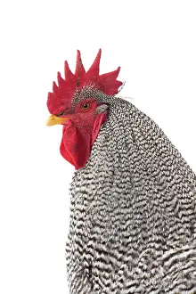 Wattles: Amrock Chicken Cockerel / Rooster