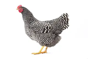 Cockerels: Amrock Chicken hen