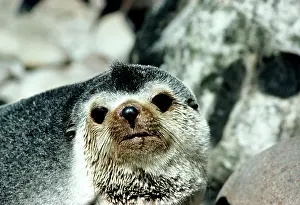 Tropicalis: Amsterdam Fur SEAL - Male