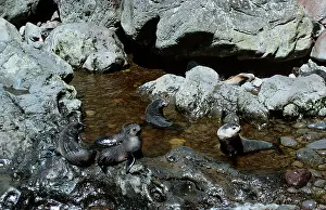 Tropicalis: Amsterdam Fur Seals