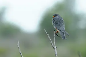 Amur: Amur Falcon