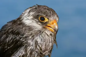 Siberia: Amur falcon (Falco amurensis), animal portrait