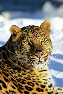 Korean: Amur / Korean Leopard