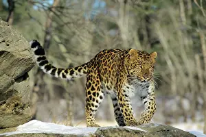 Pat And Tom Leeson: Amur / Korean Leopard