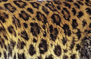 Korean: Amur / Korean Leopard - endangered species