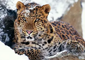 Staring: Amur LEOPARD - Endangered species