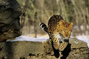 Amur Leopard / Korean Leopard - endangered species
