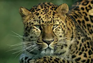 Amur: Amur Leopard (Panthera pardus orientalis), portrait