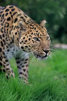 Amur: Amur leopard (Panthera pardus orientalis), adult