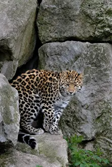 Leopards: Amur Leopard (Panthera pardus orientalis), young