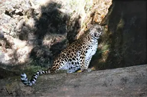 Leopards: AMUR LEOPARD - snarling