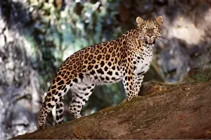 Growling: AMUR LEOPARD - standing, side view