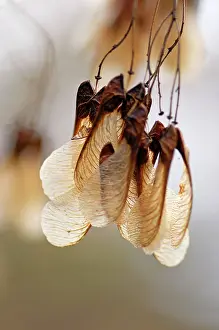 Maples: Amur Maple - The fruits hang in nodding bunches