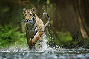 Leaping: Amur tiger running in water. Danger animal