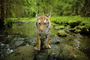 Dangerous: Amur tiger walking in river water
