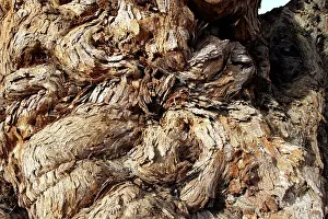 Defect: Ana tree - Virus on the tree
