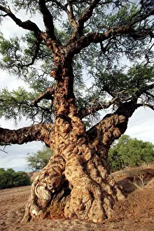 Defect: Ana tree - Virus on the tree