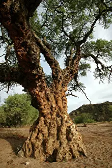 Defect: Ana tree - Virus on the tree