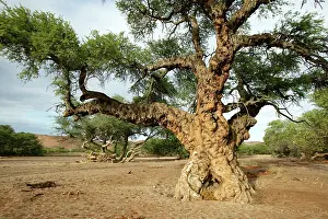 Defect: Ana tree - Virus on the tree