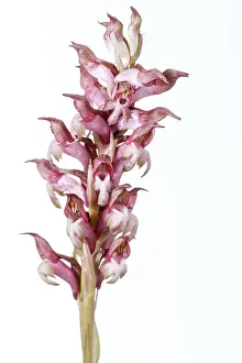 Vegetal: Anacamptis coriophora - on white - Galicia, Spain